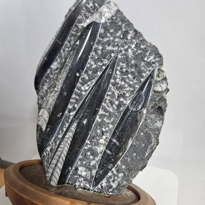 [BUNJANG] Unique Raw Stone with Fossil Inclusions - Interior Decor Object / 인테리어용 원석