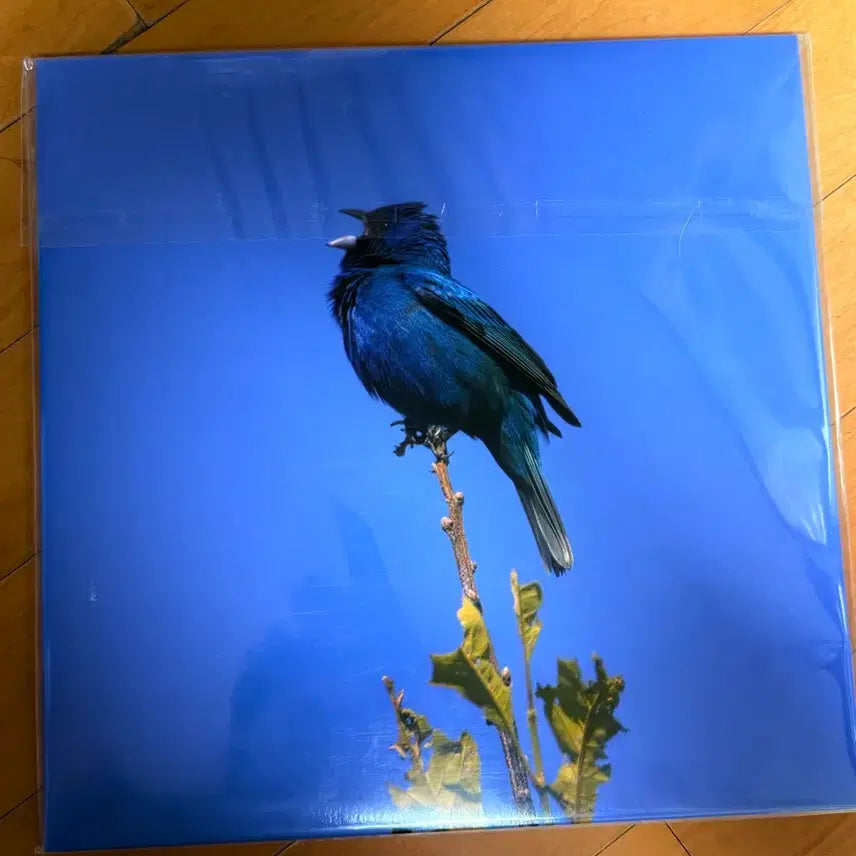 [BUNJANG] Yoon Ji Young Blue Bird LP / 윤지영 블루버드 lp