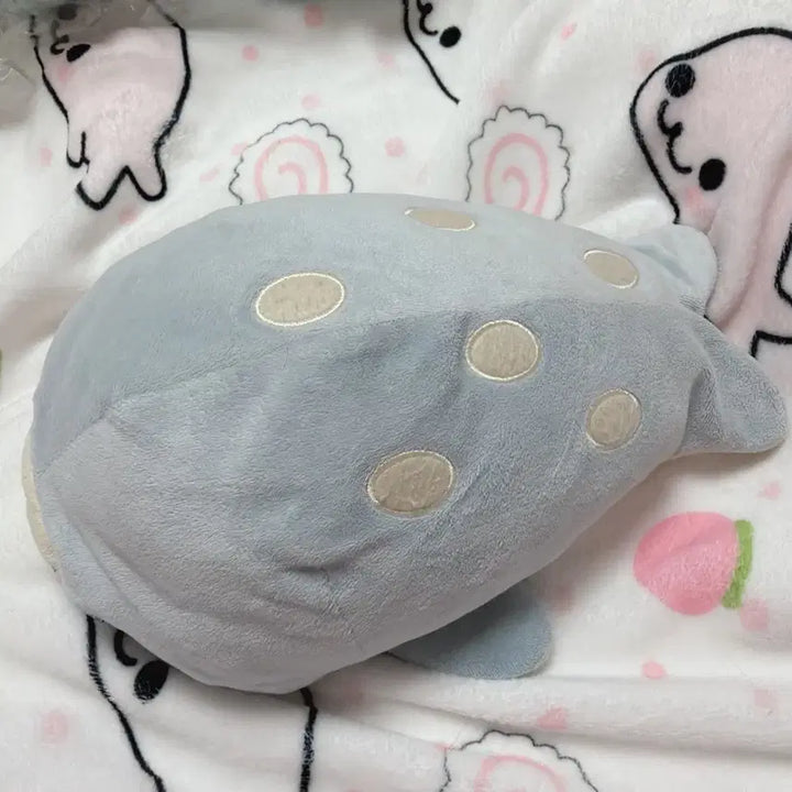 [BUNJANG] Large Spotted Mamegoma - Sky Blue / (고정가)대형 마메고마 찰찰이 하늘색 점박이 마메고마