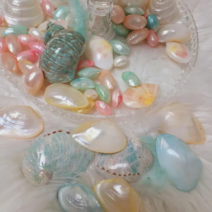 [BUNJANG] Imported Pastel Seashell Collection / 수입 파스텔  프랑스 씨쉘