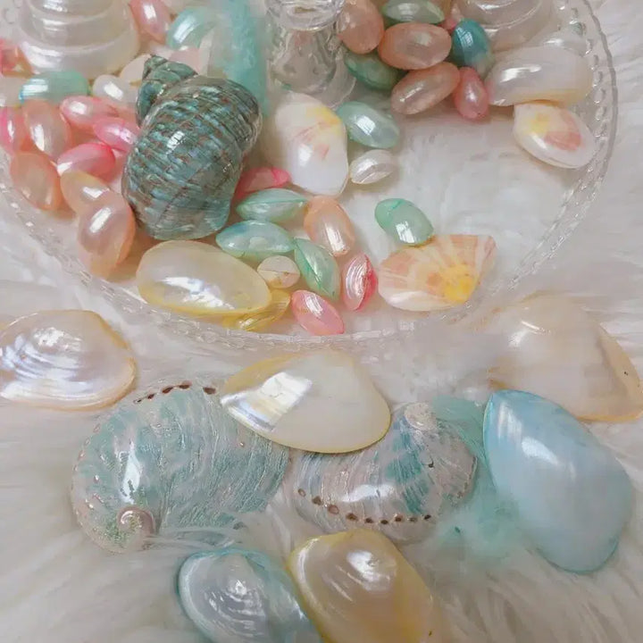 [BUNJANG] Imported Pastel Seashell Collection / 수입 파스텔  프랑스 씨쉘