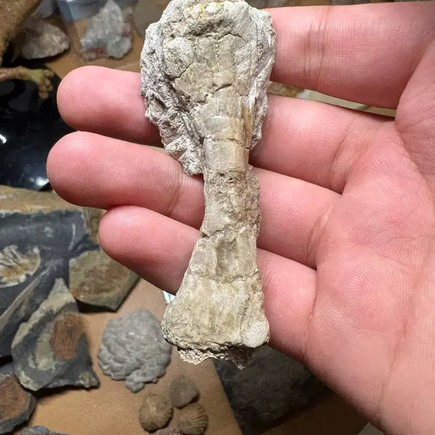 [BUNJANG] Psittacosaurus Bone Fossil Fragments / 프시타코사우루스 뼈화석들