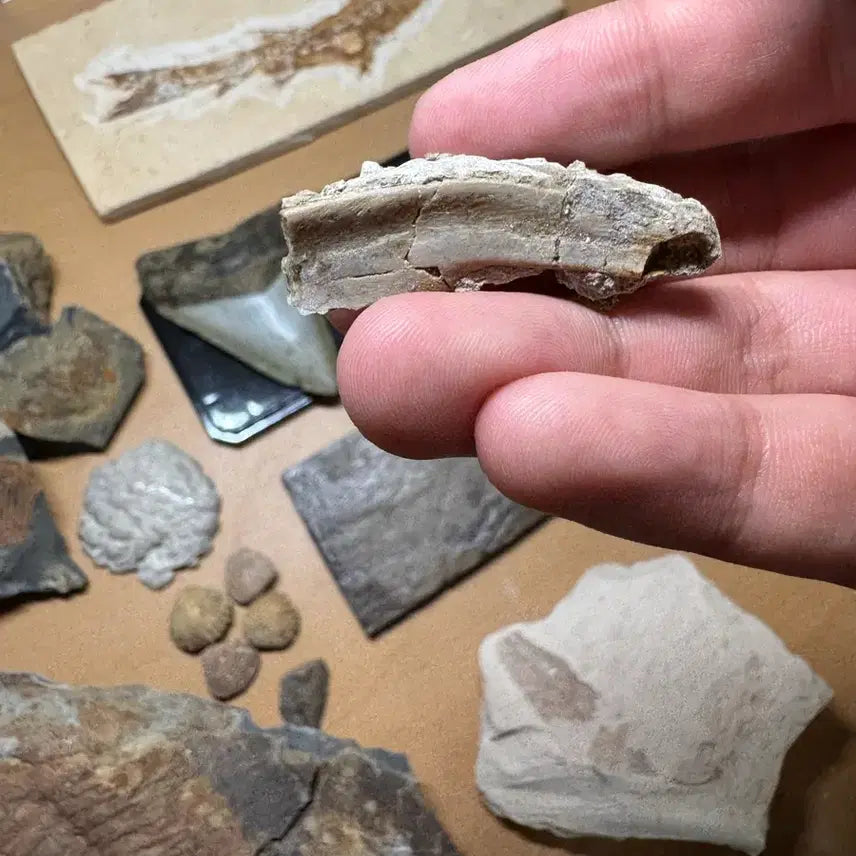 [BUNJANG] Psittacosaurus Bone Fossil Fragments / 프시타코사우루스 뼈화석들