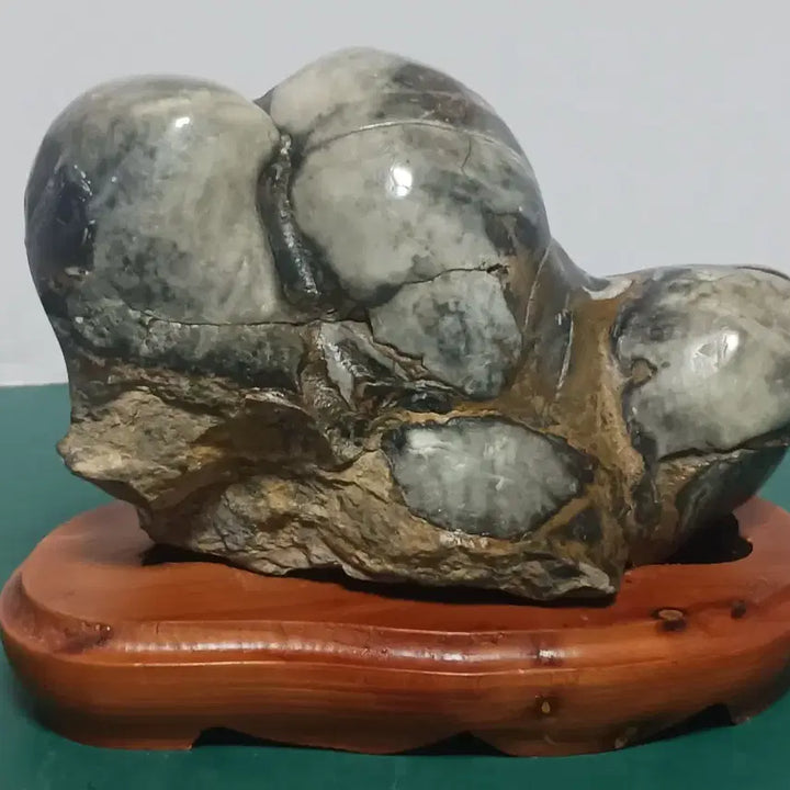 [BUNJANG] Parrot Nautilus Fossil Stone / 수석(앵무 조개화석)