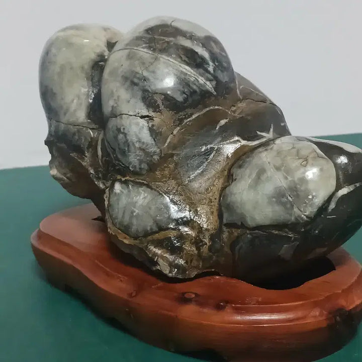 [BUNJANG] Parrot Nautilus Fossil Stone / 수석(앵무 조개화석)