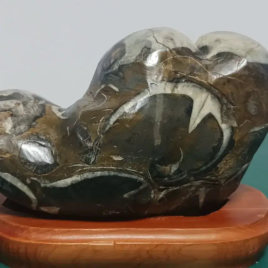 [BUNJANG] Parrot Nautilus Fossil Stone / 수석(앵무 조개화석)