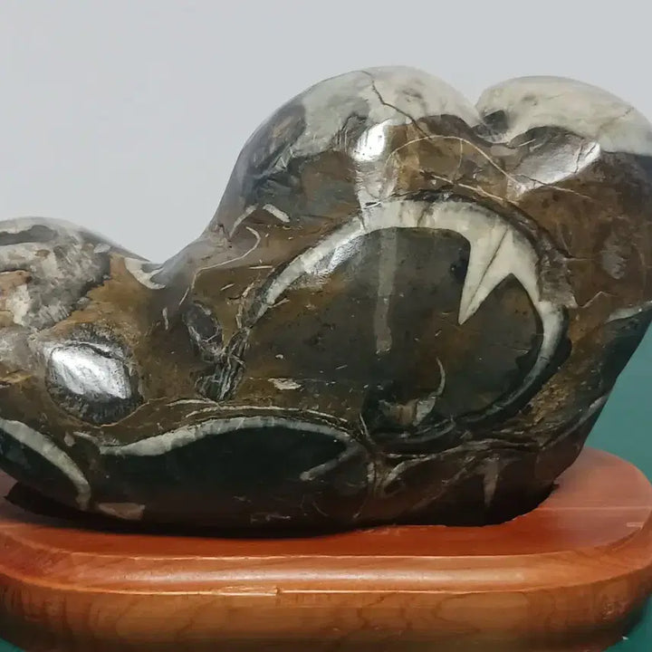 [BUNJANG] Parrot Nautilus Fossil Stone / 수석(앵무 조개화석)