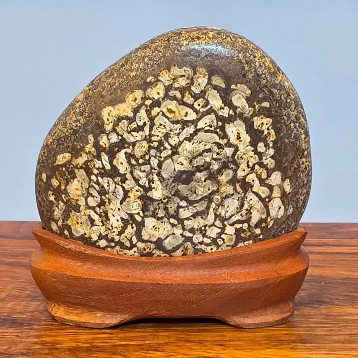 [BUNJANG] Cheongsong Flower Stone Suiseki with Stand / 26100508 한송이 꽃이 활짝 잘핀 청송 꽃돌 수석 팝니다