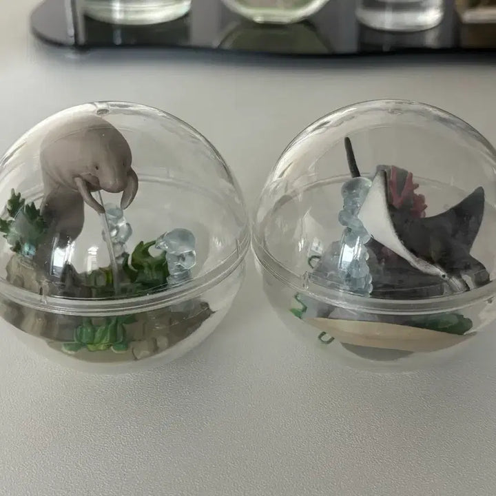 [BUNJANG] Marine Life Caprium Terrarium Figure Set (2 Types) / 해양생물 카프리움 테라리움 피규어 2종 세트