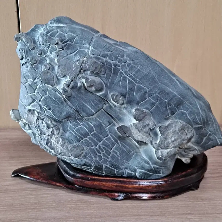 [BUNJANG] Natural Stone (Turtle Fossil) / 구화석