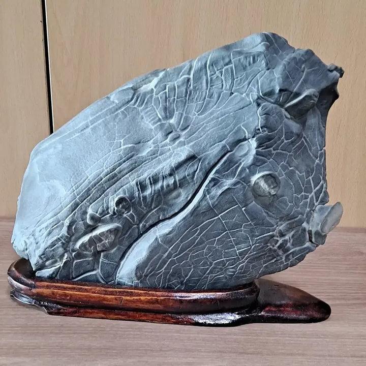 [BUNJANG] Natural Stone (Turtle Fossil) / 구화석